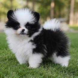 Boo Berry - Black parti female Pomeranian puppy in Buck Valley, Pennsylvania from Buck Valley Pomeranians