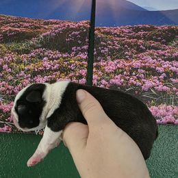 Girl 3 - Black and white female Boston Terrier puppy in Denver, Colorado from Diamonds In The Ruff Boston Terriers
