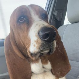 Basset Hounds from Mahoney’s Basset Hounds
