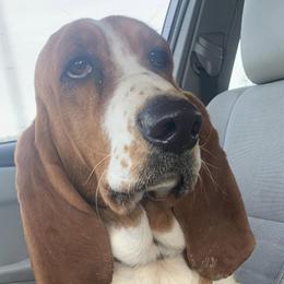 Basset Hounds from Mahoney’s Basset Hounds