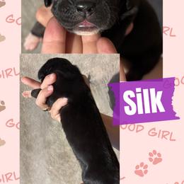 Silk - Black female Great Dane puppy in Wellsville, New York from Prophecy Danes