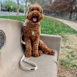 Harper - Australian Labradoodle