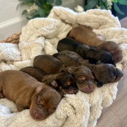 Dachshund puppies from For the Love of Doxens