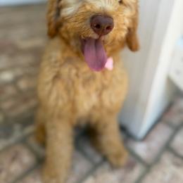 Orange - Apricot female Goldendoodle puppy in Shingle Springs, California from California Double Doodles