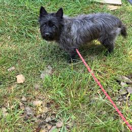 Willow - Silver brindle female Cairn Terrier puppy in Naselle, Washington from West Coast Cairn Terriers