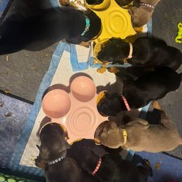 Doberman Pinscher Puppies from Aaliyah’s Dobies