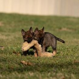 German Shepherd Puppies from Dogtown K9 Training home of "vom Haus Courtland" Kennel
