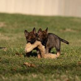German Shepherd Puppies from Dogtown K9 Training home of "vom Haus Courtland" Kennel