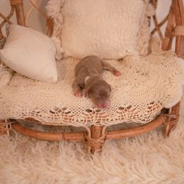 Dachshund Puppies from Brittney Harrison