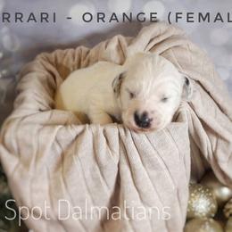Dalmatian Puppies from 10 Spot Dalmatians