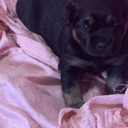 Rottweiler Puppies from Rottitales