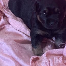 Rottweiler Puppies from Rottitales