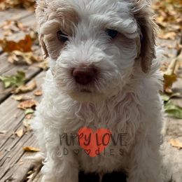 Aussiedoodle, Bernedoodle, Cockapoo, and Goldendoodle Puppies from Puppy Love Doodles
