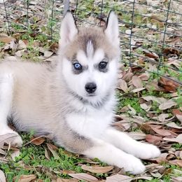 Shiba Inu and Siberian Huskies from Shiba Inu Houston