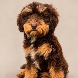 Fruit Loops - Phantom female Bernedoodle puppy in Rose Hill, North Carolina from Red Door Canines