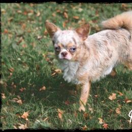 Kinder - Chihuahua