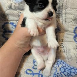 Tucker - Black and white male Chihuahua puppy in Amity, Pennsylvania from Baxters Chihuahuas
