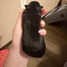 Pomeranian Puppies from Cauchy Pomeranians