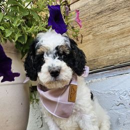Tucker - Tri-color male Bernedoodle puppy in Decatur, Georgia from So Adoodable