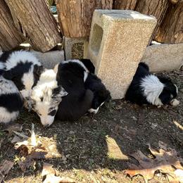 Border Collie Puppies from Roaring River Border Collies