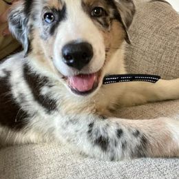 Australian Shepherd All Grown Up from Lone Tree Aussies