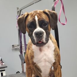 Daphne  - Boxer