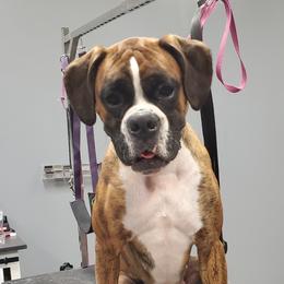 Daphne  - Boxer
