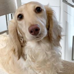 Dazzle - Dachshund
