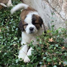 Newfoundland, Poodle, Saint Berdoodle, and Saint Bernard Puppies from Mammoth Doodles