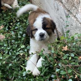 Newfoundland, Poodle, Saint Berdoodle, and Saint Bernard Puppies from Mammoth Doodles