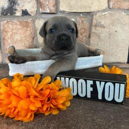Black collar - Gray and fawn male Cane Corso puppy in Tucson, Arizona from Cane Corso Friends