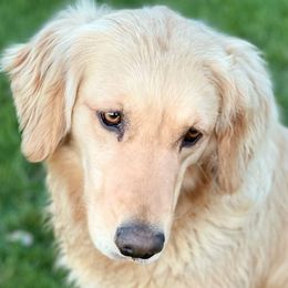 Golden Retrievers from Highlander's Goldens of Howell