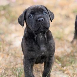 Luci - Black brindle female Cane Corso puppy in Sandia, Texas from OneTime Cane Corso
