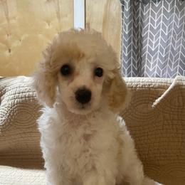 Lil Jean - Parti female Poodle puppy in Florence County, South Carolina from Modern Family Standards