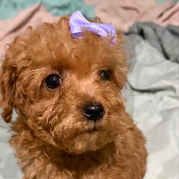 Pickle - Apricot female Goldendoodle puppy in Centralia, Missouri from Oodles Of Doodles Mo.
