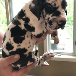 Great Dane Puppies from Starlight Danes