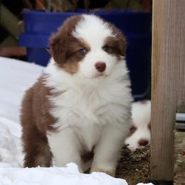 Margarita - Red tri-color female Australian Shepherd puppy in Springville, New York from RisingStar Australian Shepherds