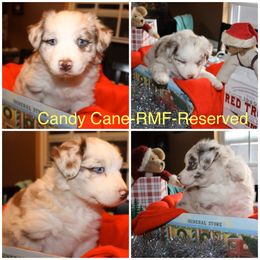Australian Shepherd Puppies from Not Of This World Australian Shepherds