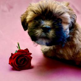 Shihpoo and Shih Tzu Puppies from Lilli’s Shih tzus and Shih poos