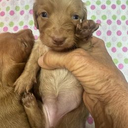 Girl  Jim Berguson - Cream female Dachshund puppy in Polo, Missouri from Blue Tails Farm