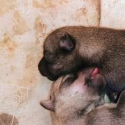 American Corgi, Pembroke Welsh Corgi, and Swedish Vallhund Puppies from Faery Mount Farm