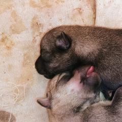 American Corgi, Pembroke Welsh Corgi, and Swedish Vallhund Puppies from Faery Mount Farm