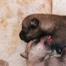 American Corgi, Pembroke Welsh Corgi, and Swedish Vallhund Puppies from Faery Mount Farm