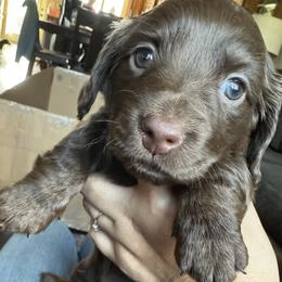 Dachshund Puppies from Petite Paw Dachshunds