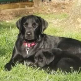 Dixie - Labrador Retriever