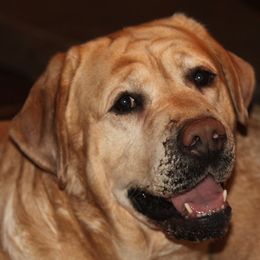 Labrador Retrievers from Darlene's Labrador Retrievers
