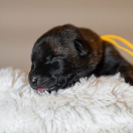 Yellow - Gold brindle female Dutch Shepherd puppy in Auburn, Georgia from Faberge Hollandse Herdershond
