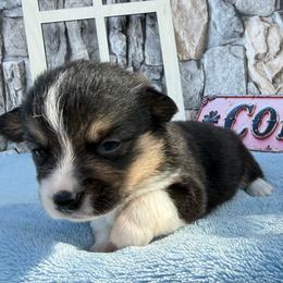 Amazon - Black and white male American Corgi puppy in Scottown, Ohio from Wyndy Ridge Corgis