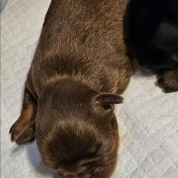 Choc tan boy - Brown male Brussels Griffon puppy in Huntsville, Alabama from Tammy's Brussels