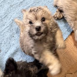 He is a sturdy little guy and likes to be in the action. He will let you know when something is going on or when he wants you. - Wheaten male Cairn Terrier puppy in Terrebonne, Oregon from Central Oregon Cairn Terriers